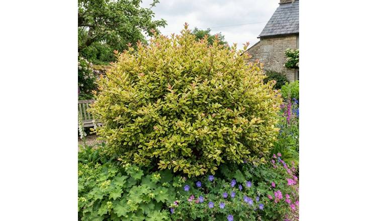 Doorstep Plants Lophomyrtus Golden Dragon Shrub Plant