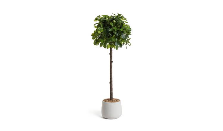 Artificial plants online argos