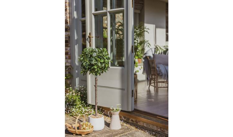 Garden by Sainsbury's Rounded Bay Tree in Pot
