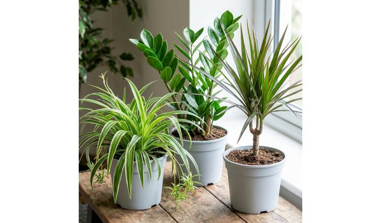 Doorstep Plants Easy Care Green House Plant - Pack of 3