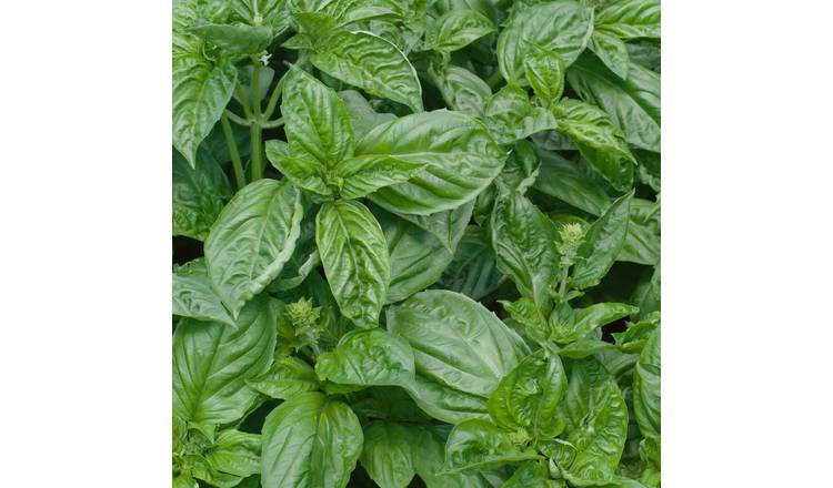 Unwins Basil Seeds Italian - 550 Seeds