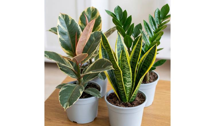 Doorstep Plants Modern Minimalist House Plant - Pack of 3