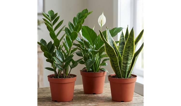 Doorstep Plants Low Light House Plant - Pack of 3