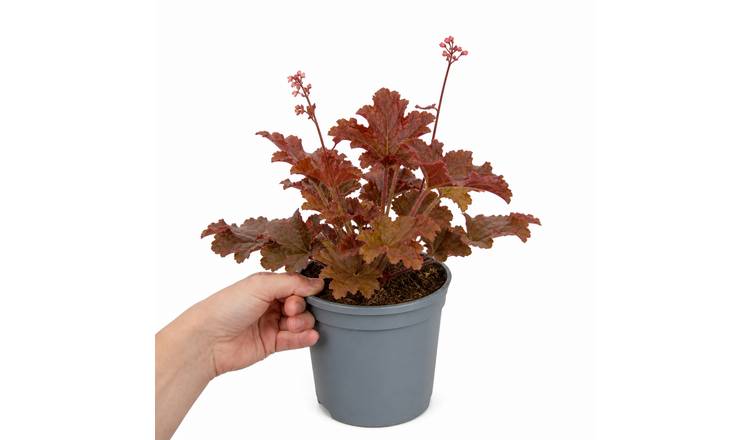 Doorstep Plants Heuchera Melting Fire Perennial Plant