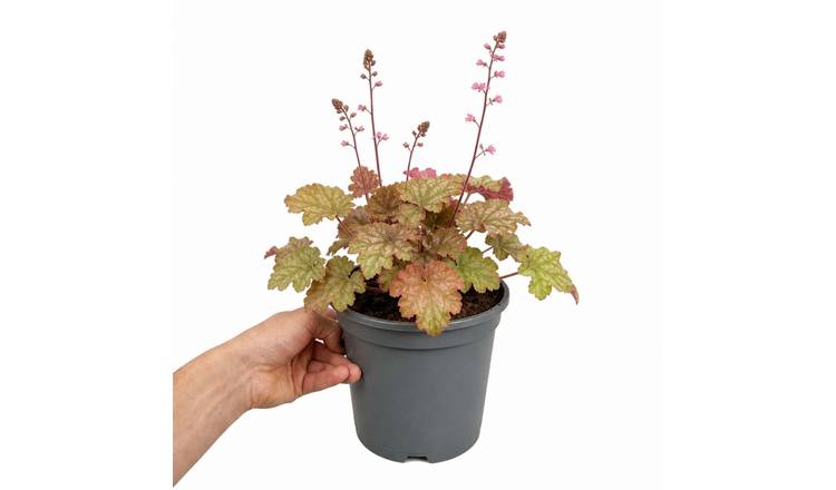 Doorstep Plants Heuchera Pink Fizz Perennial Plant