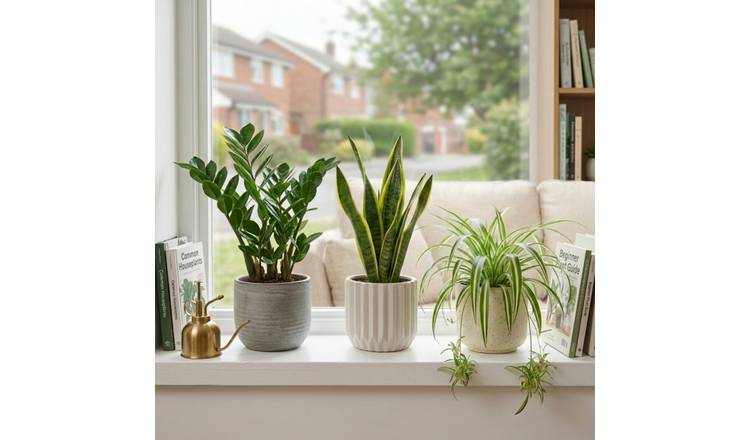 Doorstep Plants Beginner Friendly House Plant - Pack of 3