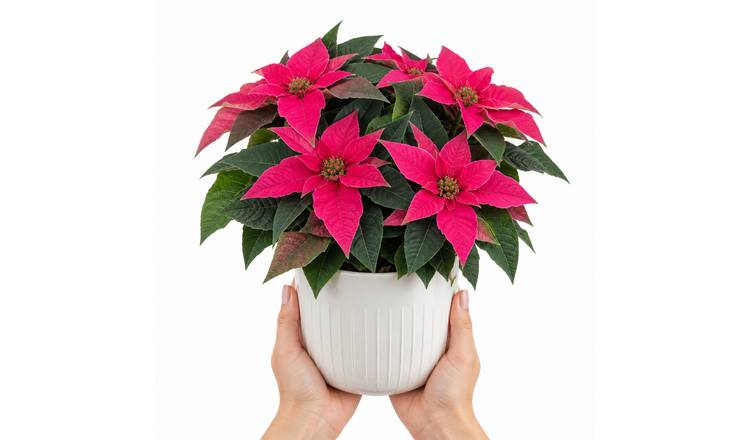 Doorstep Plants Princettia Poinsettia Dark Pink House Plant