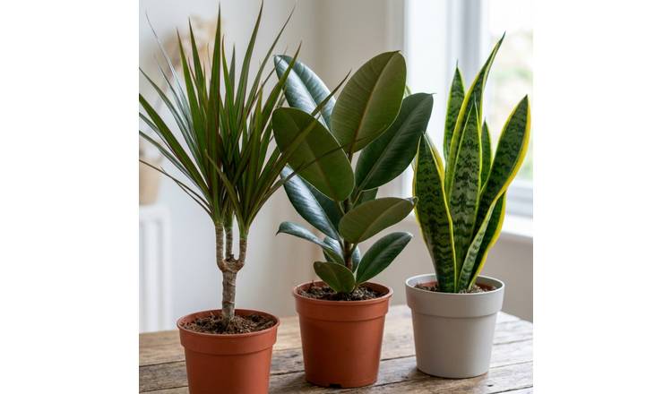 Doorstep Plants Architectural Multicolour House Plant - Pack of 3