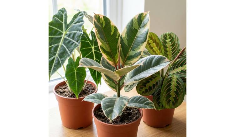 Doorstep Plants Statement Foliage House Plant - Pack of 3