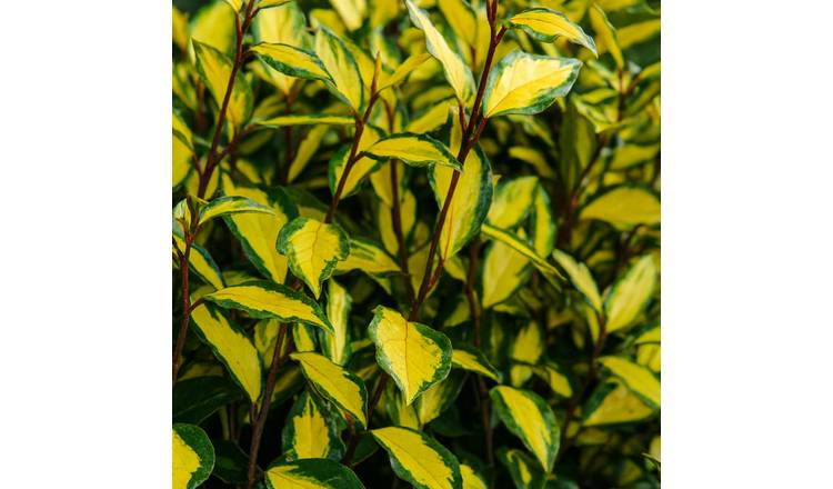 Doorstep Plants Elaeagnus Ebbingei Maryline White Shrub Plant