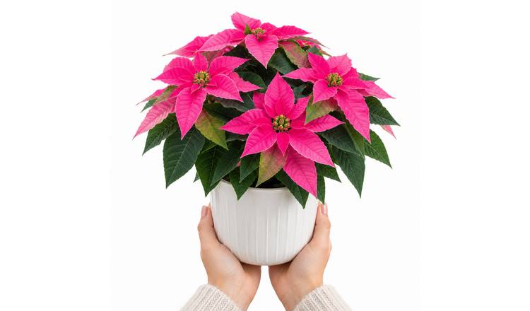 Doorstep Plants Princettia Hot Pink House Plant