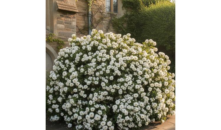 Doorstep Plants Choisya Ternata White Shrub Plant