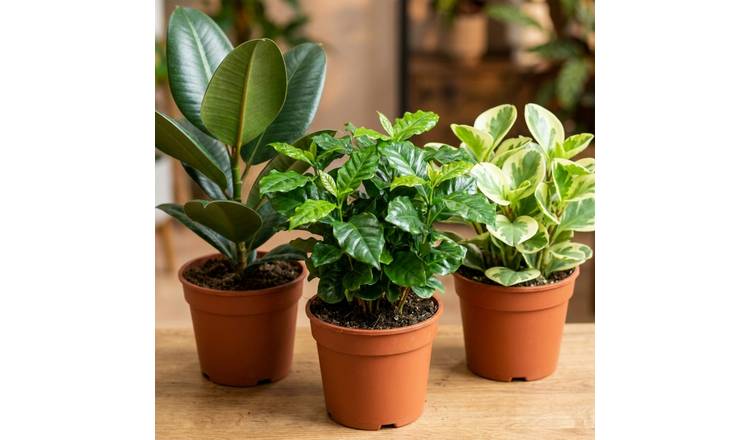 Doorstep Plants Coffee House White House Plant - Pack of 3