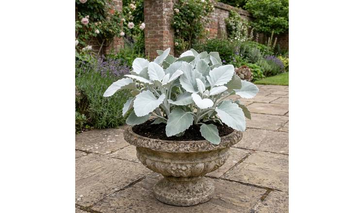 Doorstep Plants Senecio Angel Wings Yellow Perennial Plant