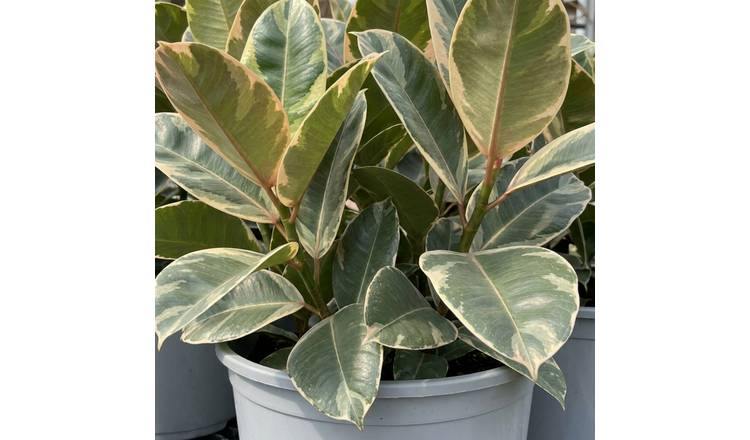 Doorstep Plants Ficus Tineke House Plant