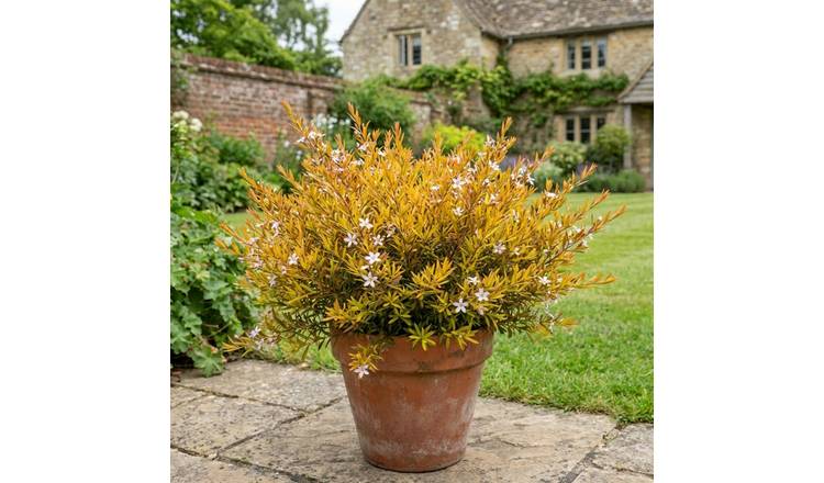 Doorstep Plants Diosma Sunset Gold Pink Shrub Plant