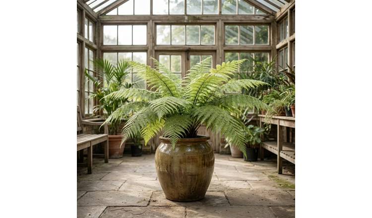 Doorstep Plants Boston Fern Tree Plant