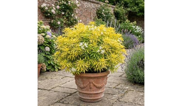 Doorstep Plants Choisya Goldfingers White Shrub Plant