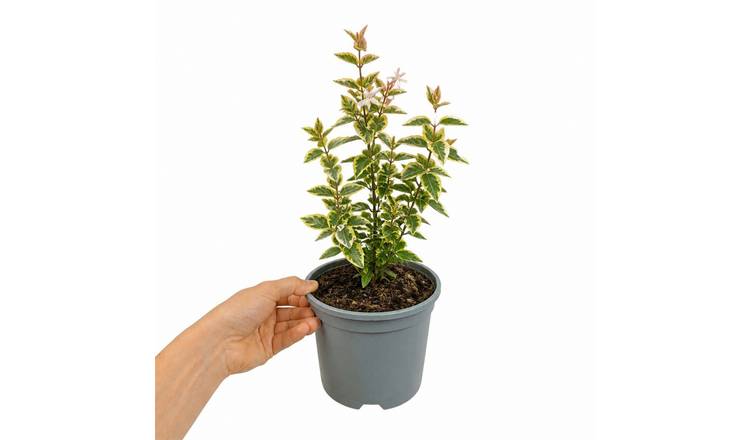 Doorstep Plants Francis Mason Abelia Multicolour Shrub Plant