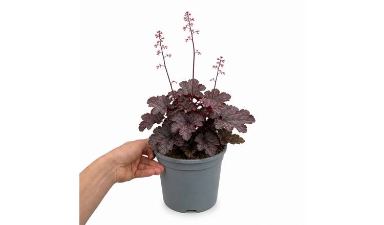 Doorstep Plants Heuchera Huckleberry Perennial Plant