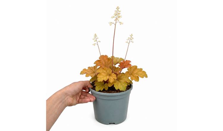 Doorstep Plants Heuchera Caramel Pink Perennial Plant