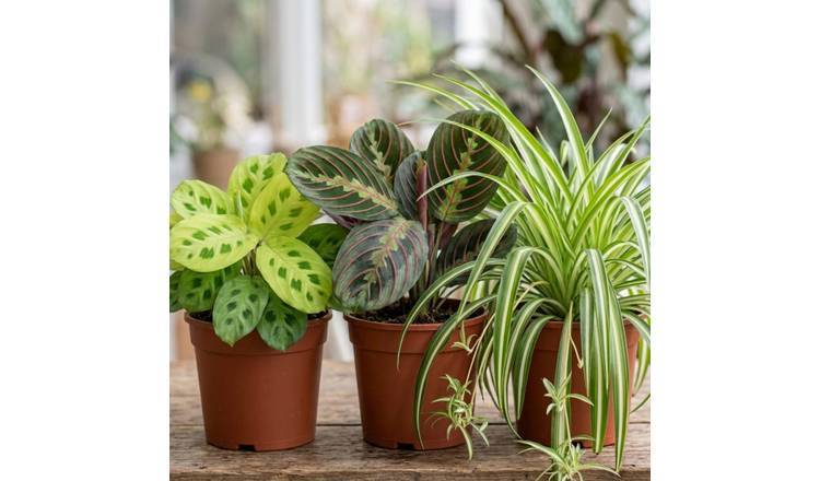 Doorstep Plants Pet Friendly House Plant - Pack of 3