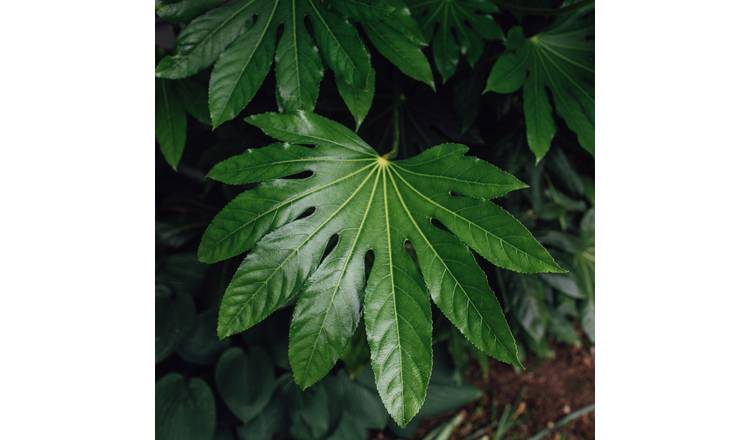 Doorstep Plants Fatsia Japonica White Shrub Plant
