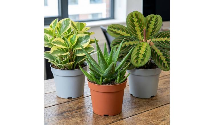 Doorstep Plants Office-Friendly House Plant - Pack of 3