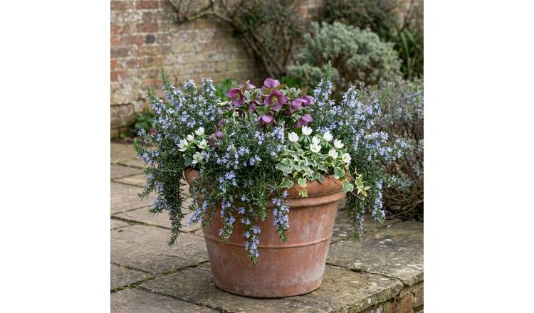 Doorstep Plants Rosemary Blue Winter Blue Herb Plant - Pack of 3