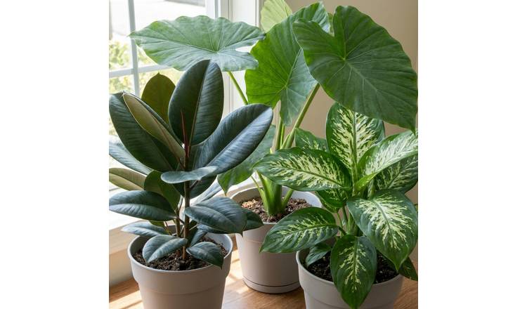 Doorstep Plants Tropical Jungle House Plant - Pack of 3