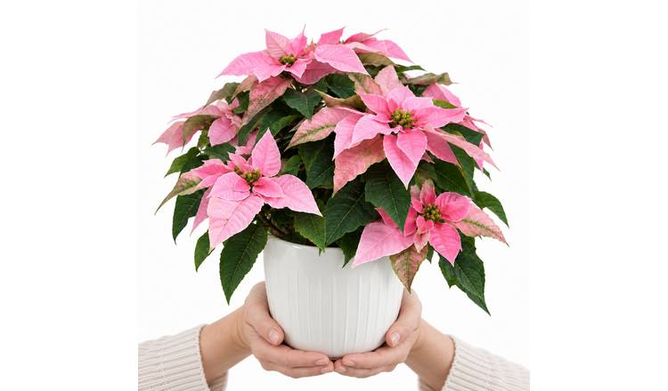Doorstep Plants Poinsettia Pink House Plant