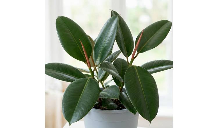 Doorstep Plants Ficus Robusta House Plant
