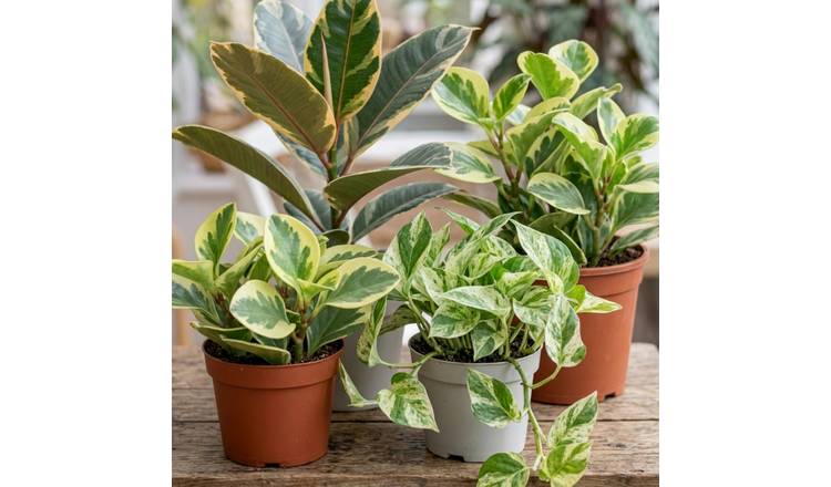 Doorstep Plants Variegated Multicolour House Plant - Pack of 3