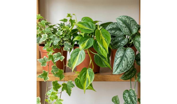 Doorstep Plants Trailing House Plant - Pack of 3