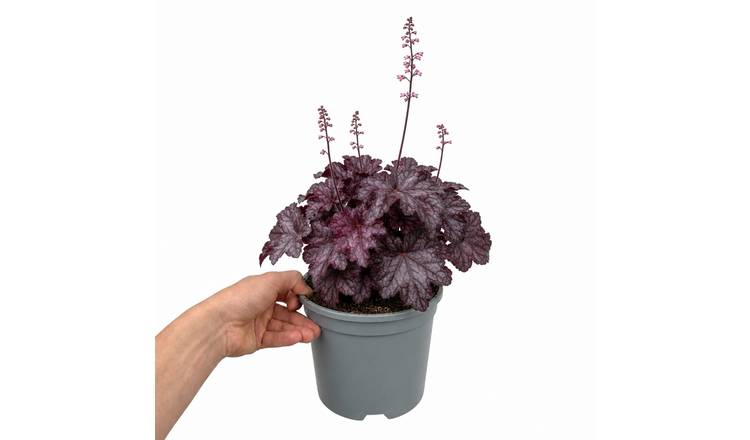 Doorstep Plants Heuchera Wildberry Pink Perennial Plant