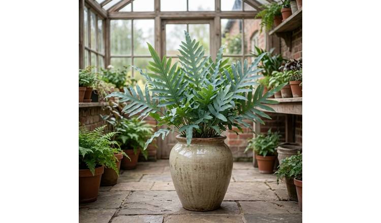 Doorstep Plants Blue Star Fern House Plant