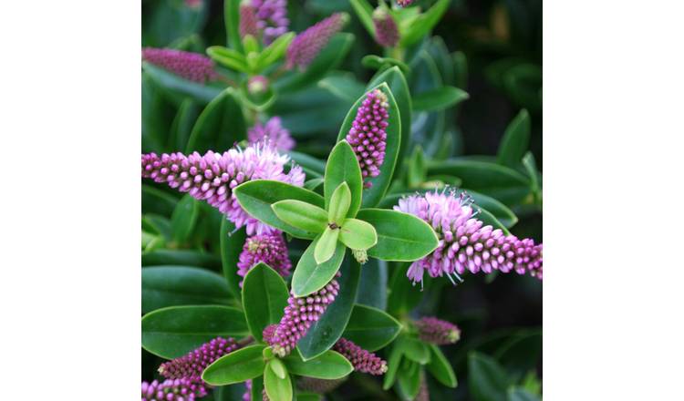 Doorstep Plants Hebe New Zealand Gold Multicolour Shrub Plant