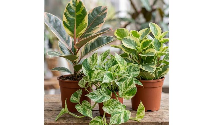 Doorstep Plants Designer Variegated House Plant - Set of 3