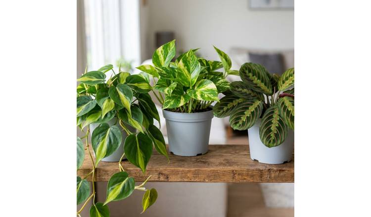 Doorstep Plants Tropical House Plant - Pack of 3