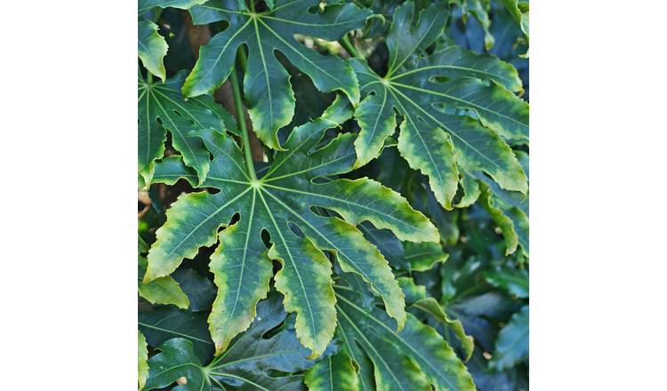 Doorstep Plants Fatsia Japonica Camouflage Shrub Plant