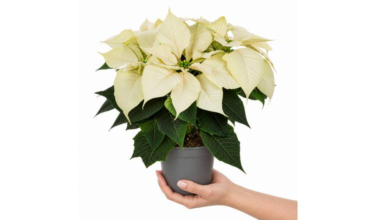 Doorstep Plants Poinsettia White House Plant