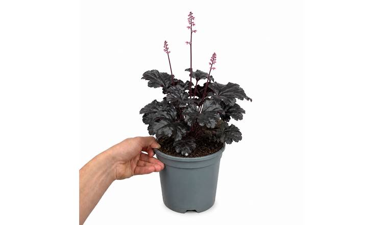 Doorstep Plants Heuchera Timeless Night White Perennial Plant