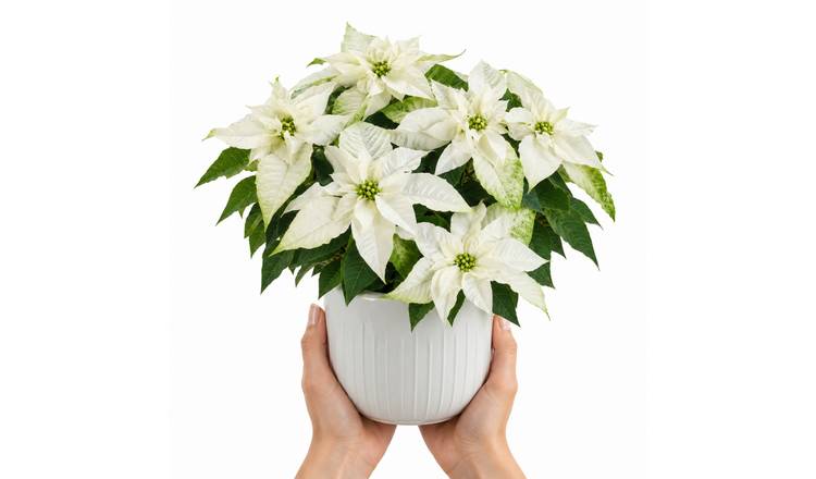 Doorstep Plants Poinsettia White House Plant