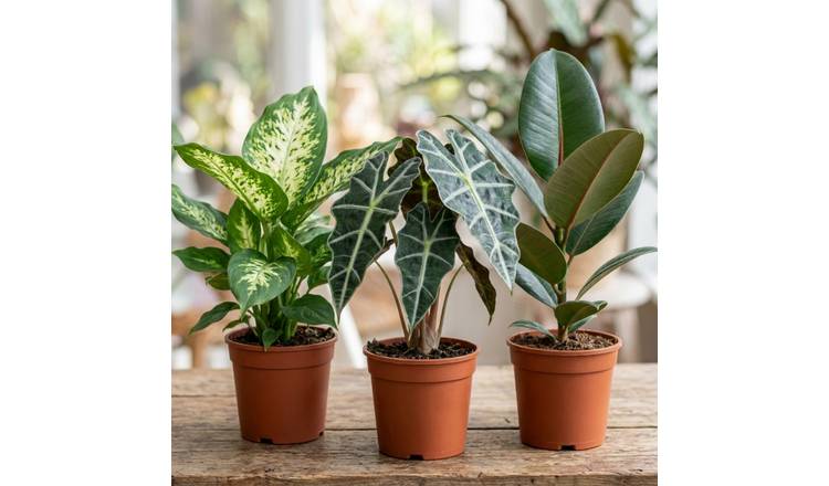 Doorstep Plants Bold Leaf House Plant - Pack of 3