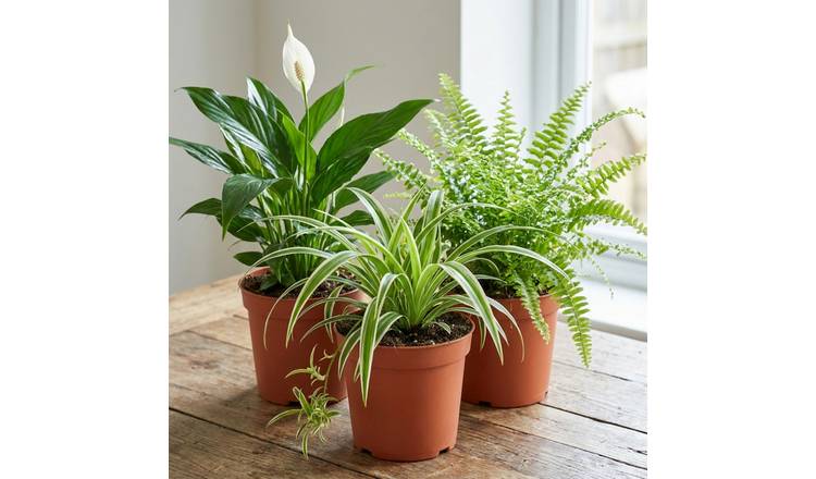 Doorstep Plants Air Purifying Multicolour House Plant - Pack of 3