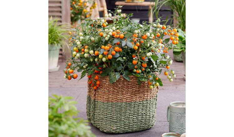 Unwins Tomato Seeds 'Tiny Temptations' - 8 Seeds