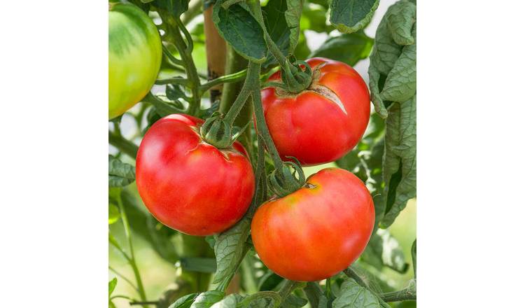 Marshalls Garden Tomato Seeds Rose Crush -  High-Yield - 10 Seeds