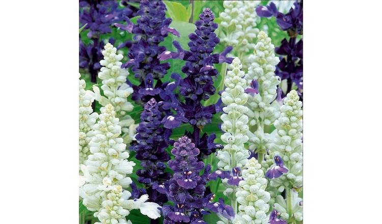 Unwins Salvia Seeds 'Wedgewood Blend' -120 Seeds
