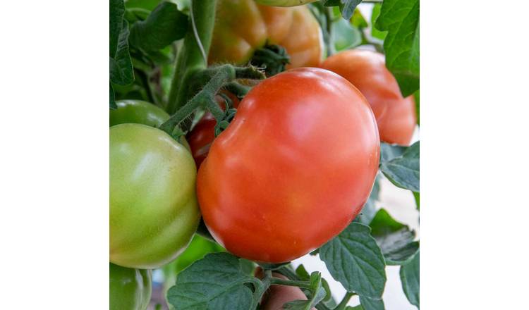Marshalls Garden Super Marmande Semi-Bush Tomato Seeds - 55 Seeds