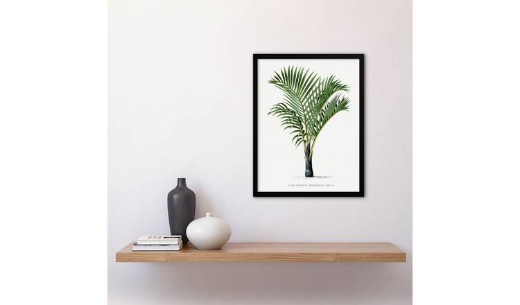 Oswald De Kerchove Hyophorbe Verschaffelti Palm Tree Framed Art Print - A3